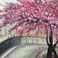 April in Paris Cherry Blossoms