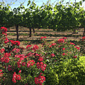 Southcoast Vines